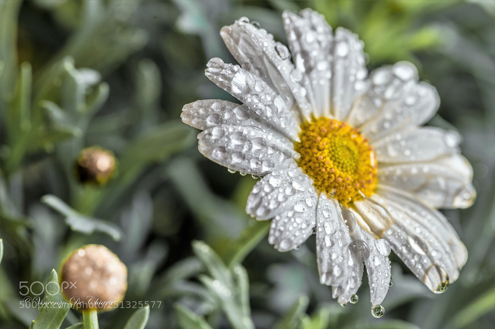 Canon EOS 5DS sample photo. Marcherita photography