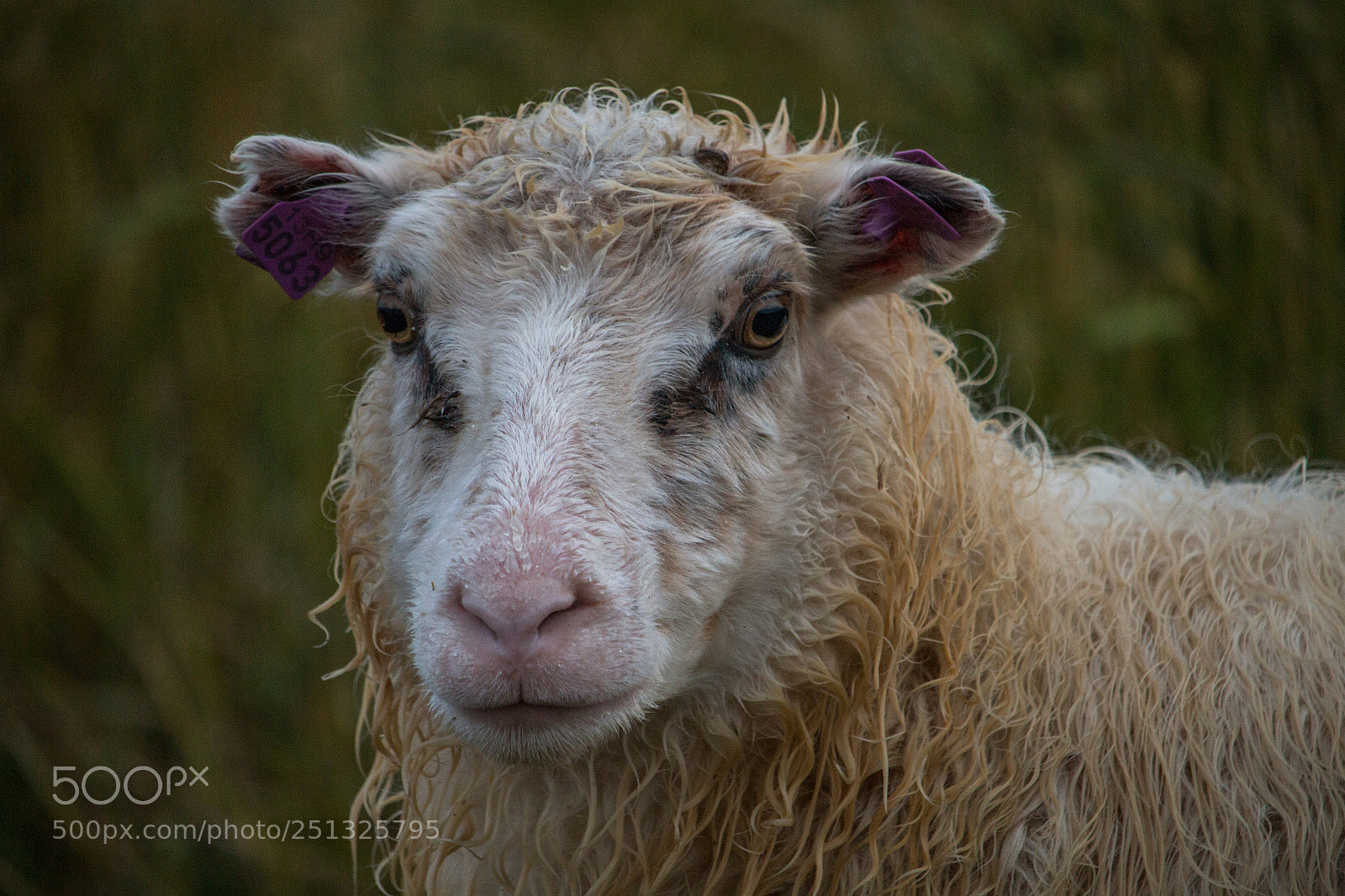 Canon EOS 70D sample photo. Sheep photography