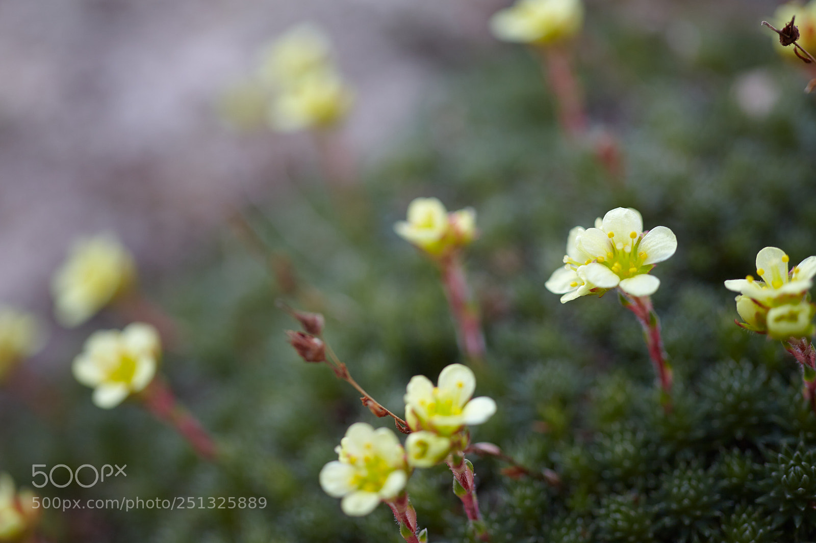 Canon EOS 5D Mark II sample photo. Rock garden photography