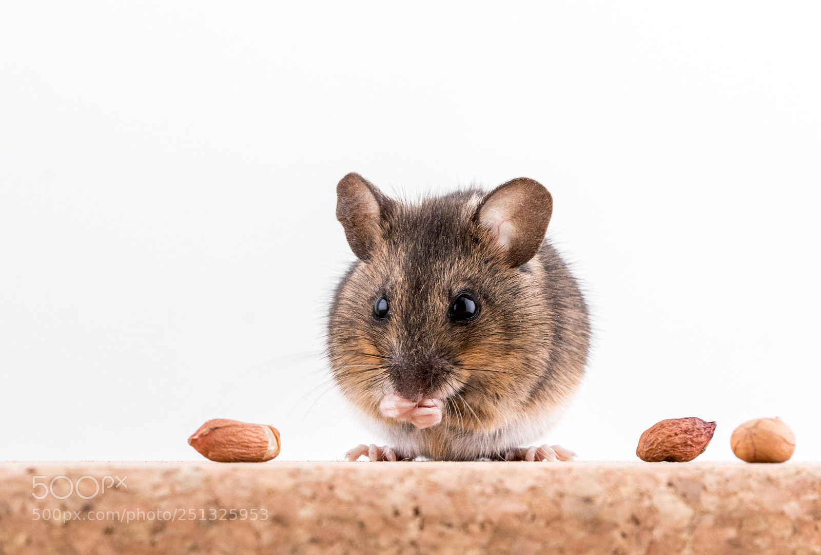 Canon EOS 5D Mark IV sample photo. A wood mouse, apodemus photography