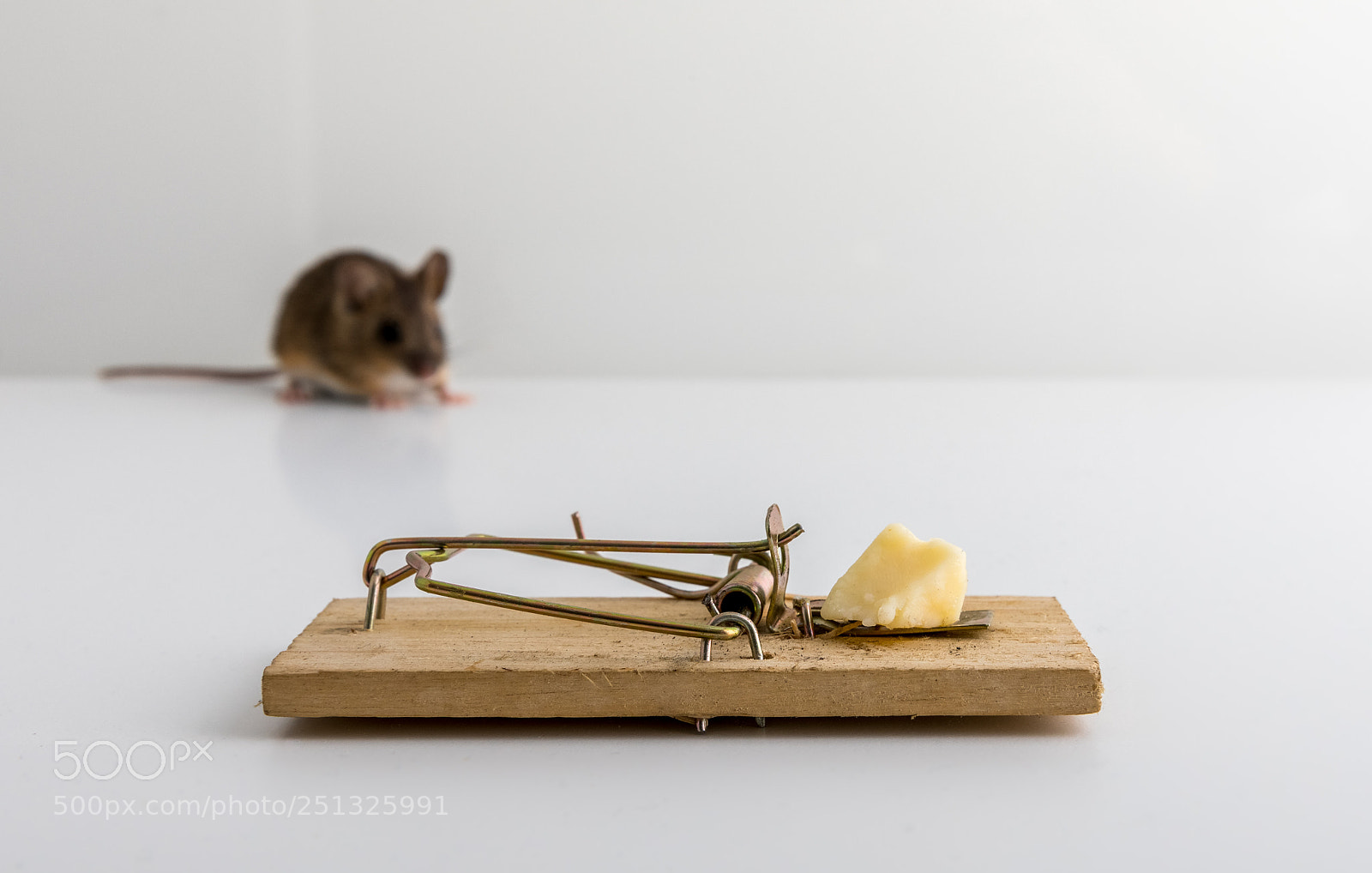 Canon EOS 5D Mark IV sample photo. Mouse trap with cheese photography