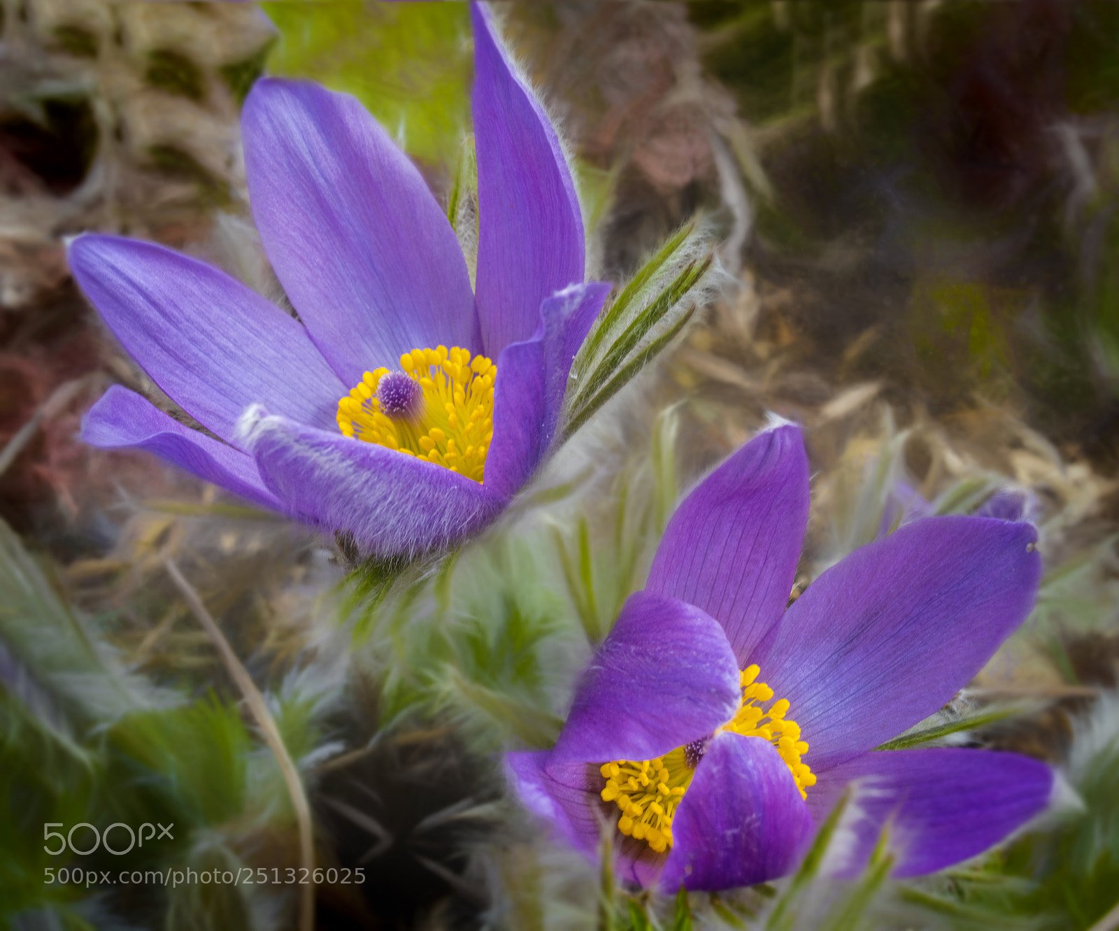 Canon EOS M5 sample photo. Pasque flower (prairie crocus) photography