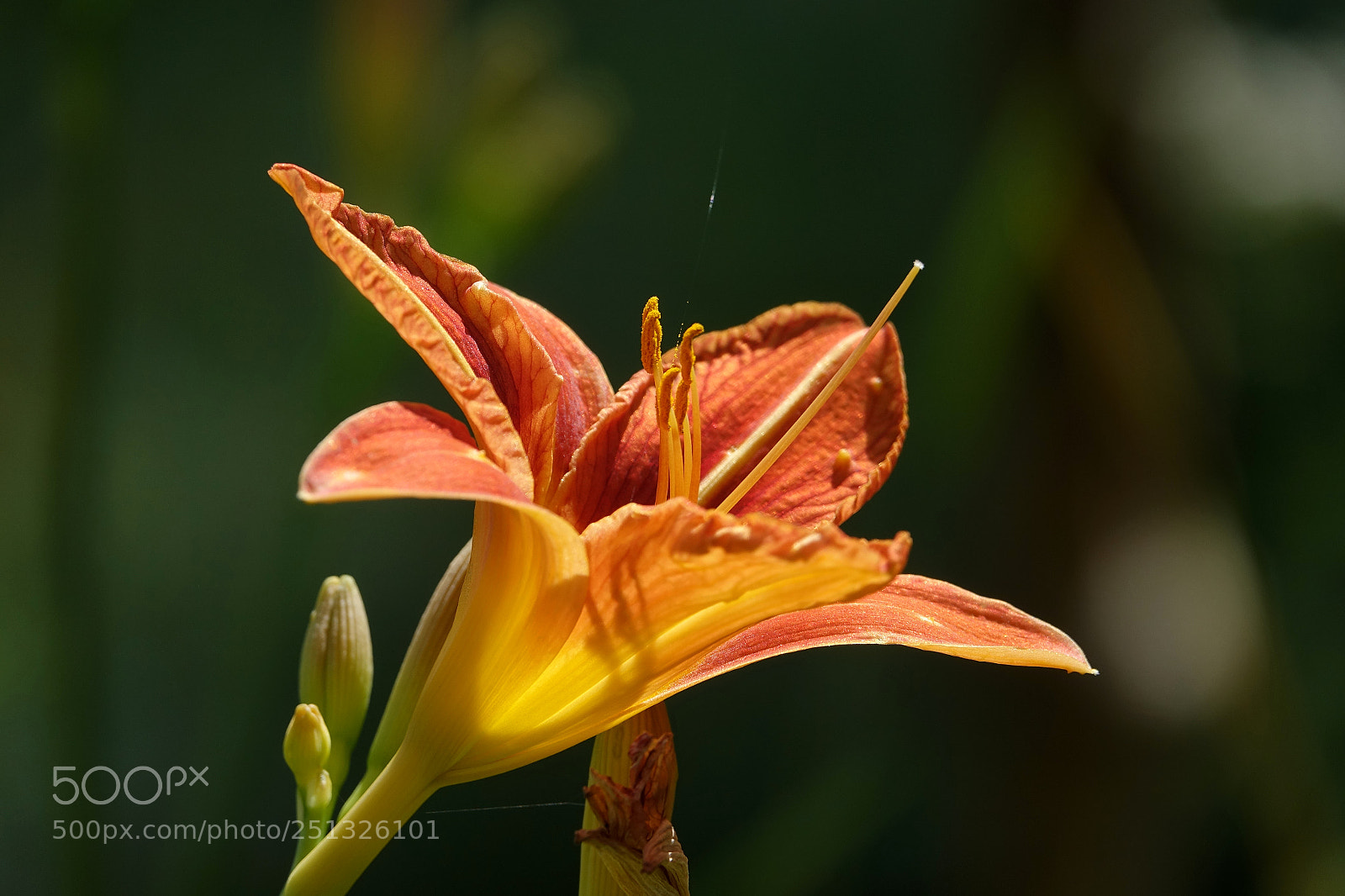 Sony Cyber-shot DSC-RX10 III sample photo. Fiore arancione photography