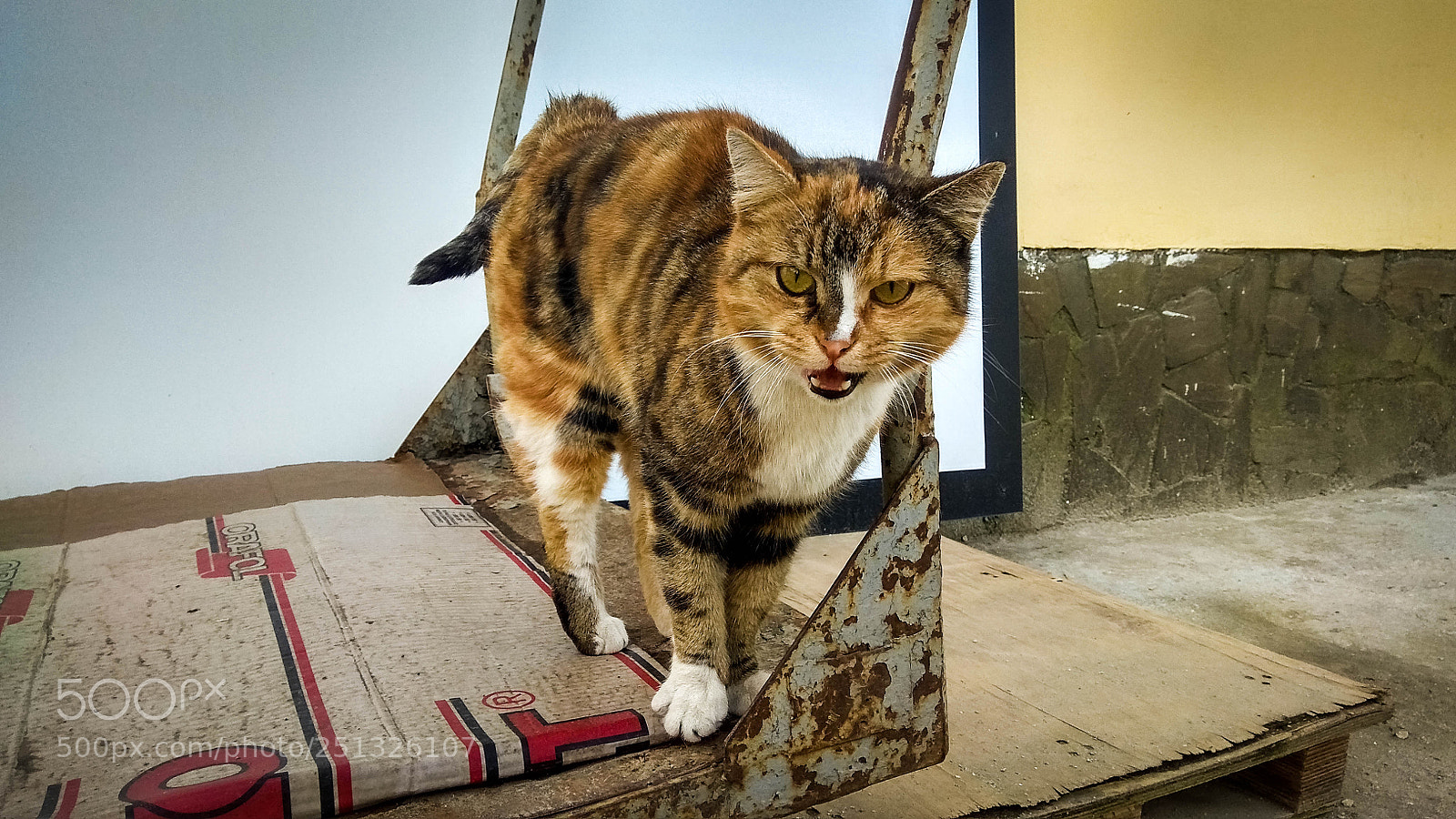 Xiaomi Redmi Note 4 sample photo. Cat photography