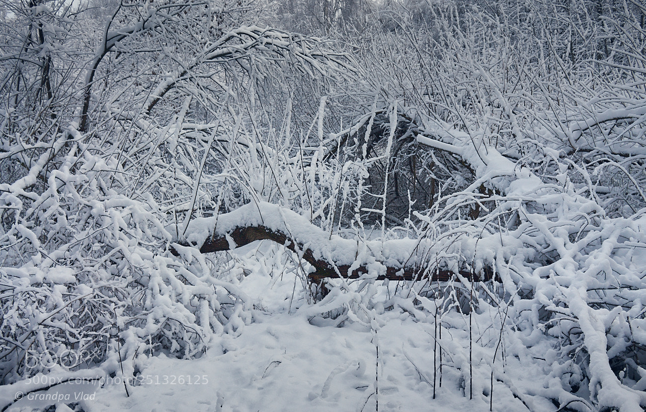 Canon EOS 1100D (EOS Rebel T3 / EOS Kiss X50) sample photo. White chaos... photography