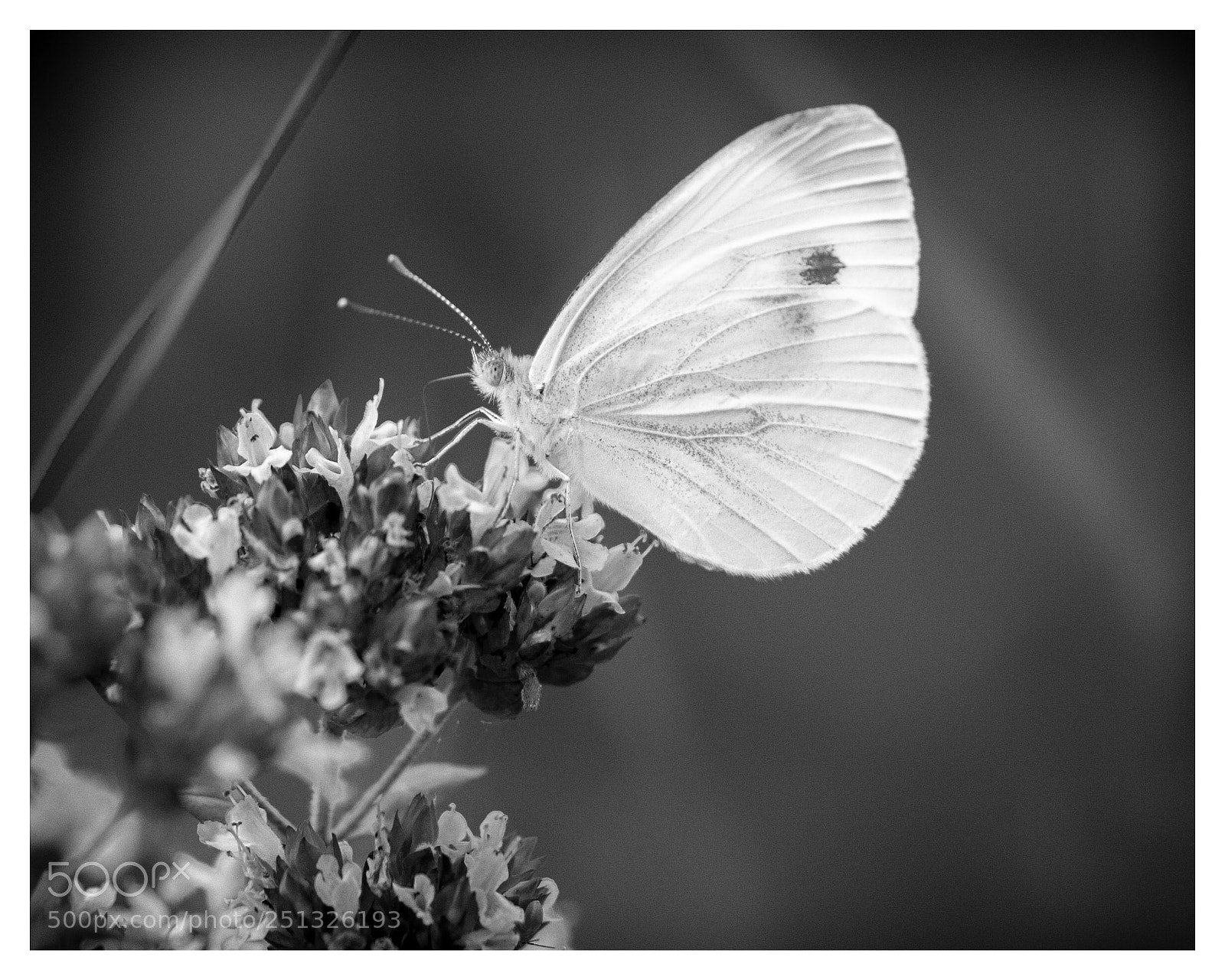 Nikon D610 sample photo. Butterfly bw photography
