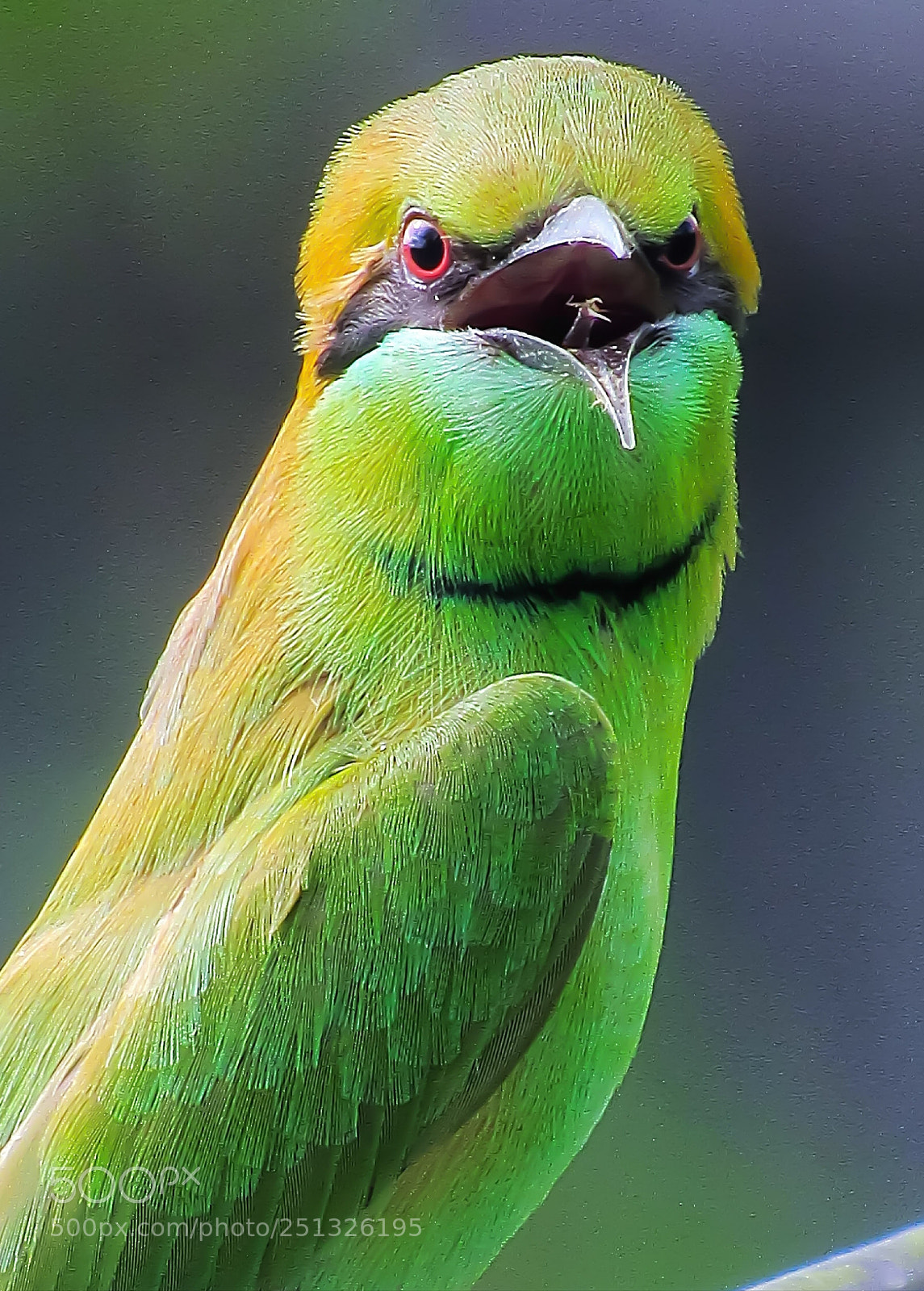 Canon EOS 700D (EOS Rebel T5i / EOS Kiss X7i) sample photo. Green bee-eater photography