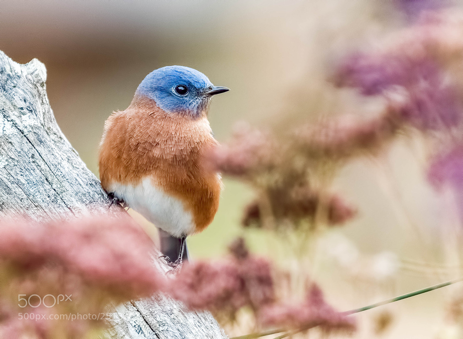 Nikon D500 sample photo. Eastern blue bird photography
