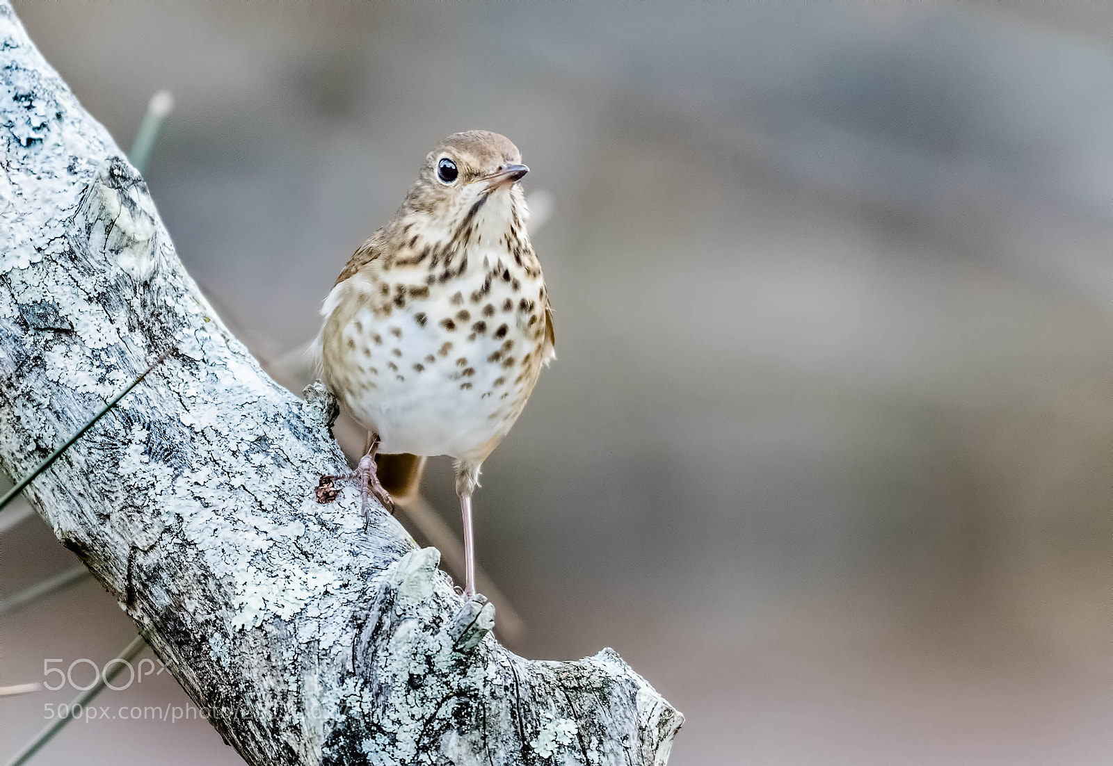 Nikon D500 sample photo. Thrush bird photography