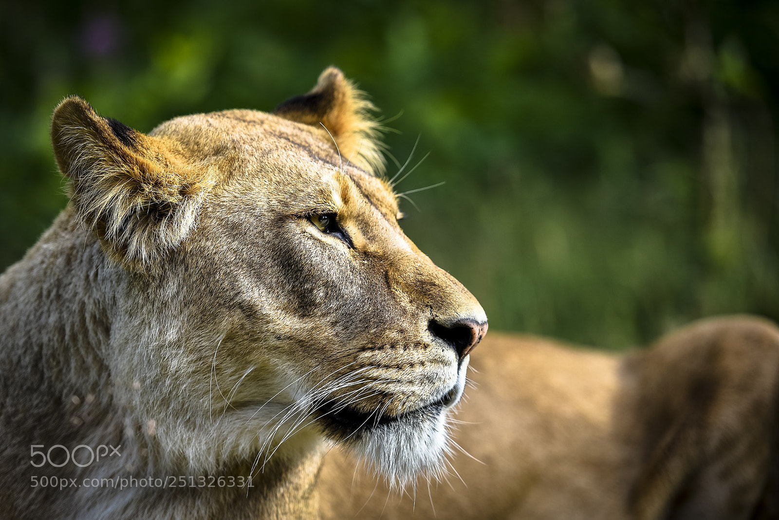 Nikon D750 sample photo. Lioness in the green .. photography