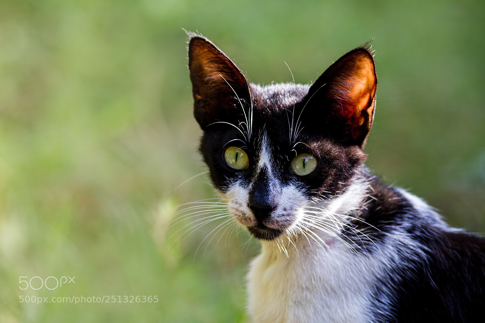 Canon EOS 7D sample photo. Wild cat.. photography