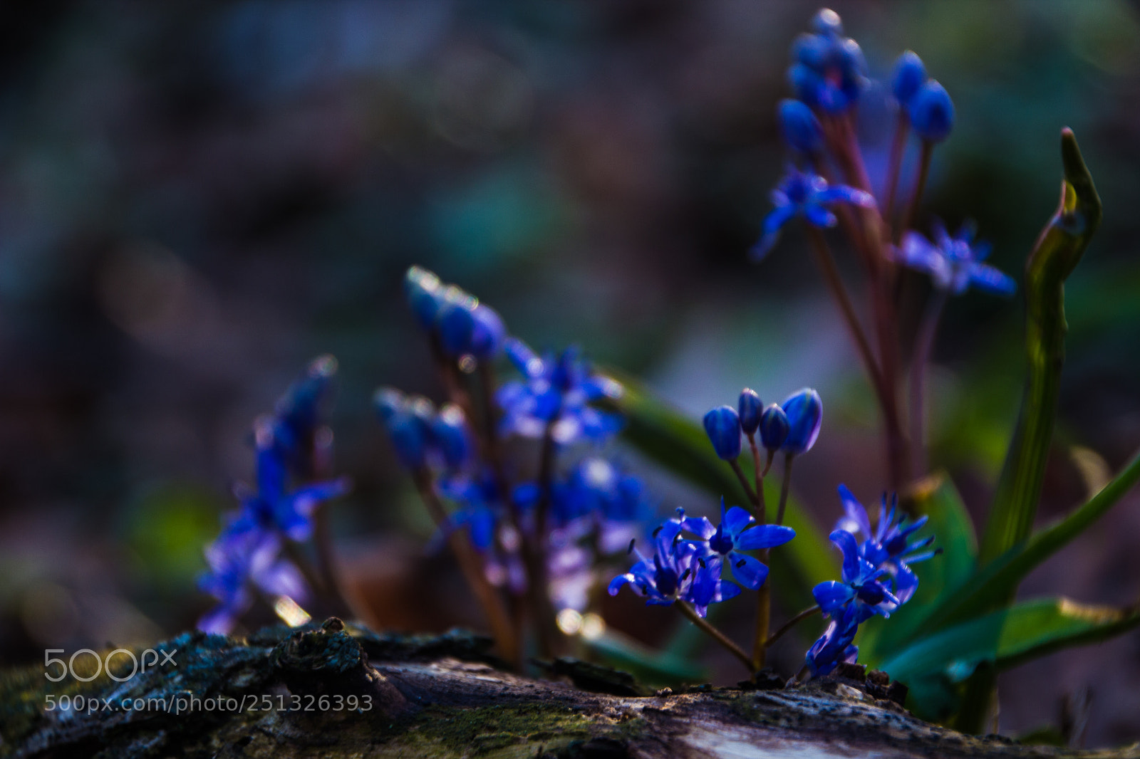 Canon EOS 600D (Rebel EOS T3i / EOS Kiss X5) sample photo. Scilla photography