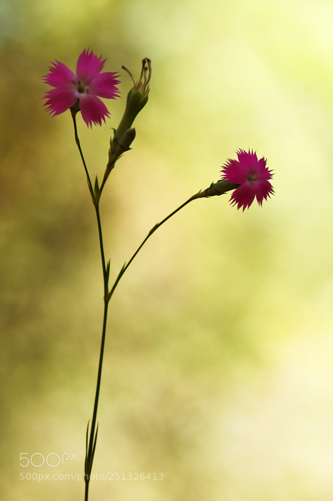 Nikon D3200 sample photo. Dianthus sylvestris wulfen photography
