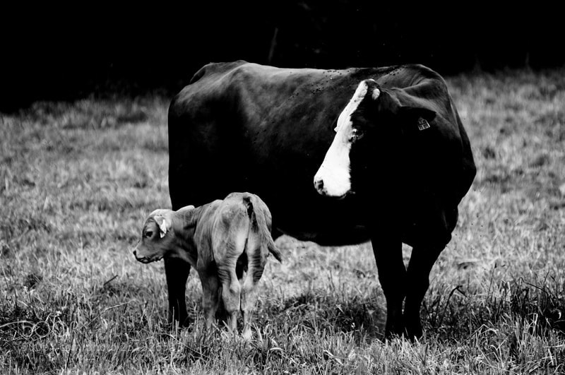 Pentax K10D sample photo. Gro und klein big photography