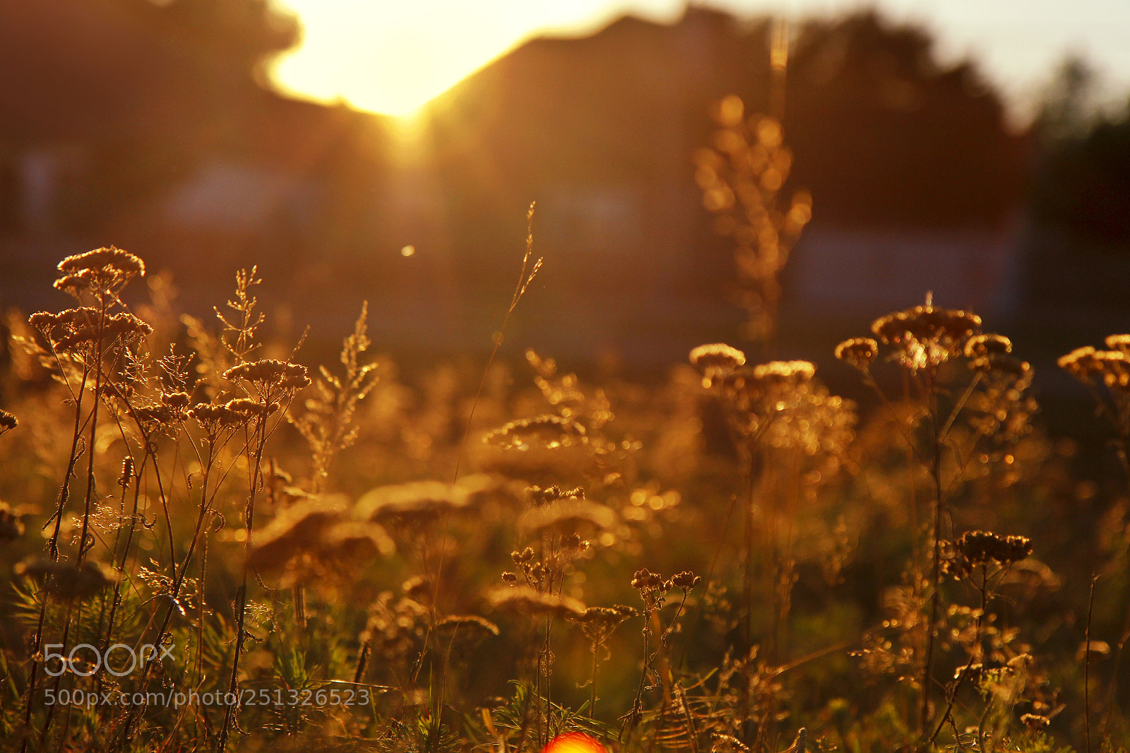 Canon EOS 60D sample photo. ~ ruhe ~ photography