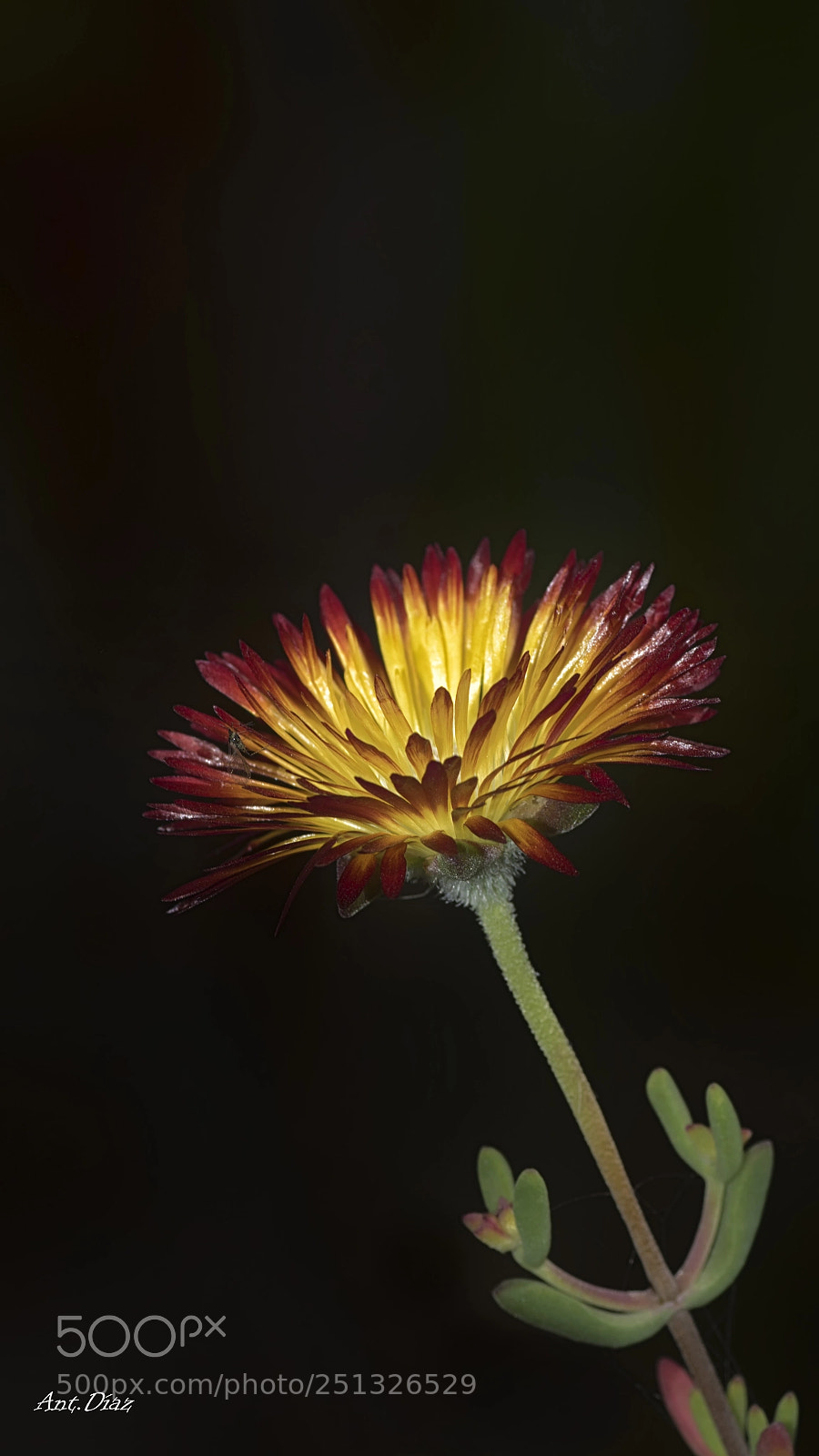 Nikon D7100 sample photo. Fuego photography