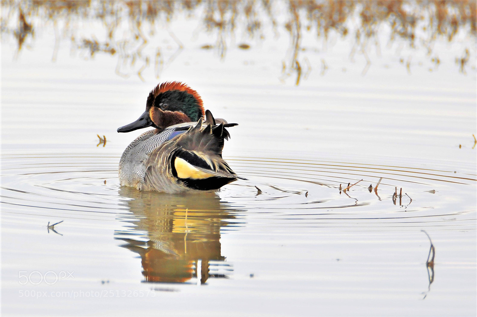 Nikon D7500 sample photo. A few ruffled feathers photography