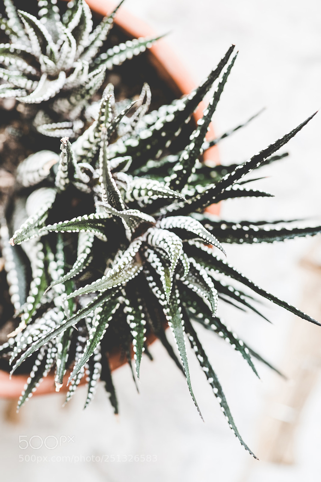 Nikon D810 sample photo. Succulent plant closeup view photography