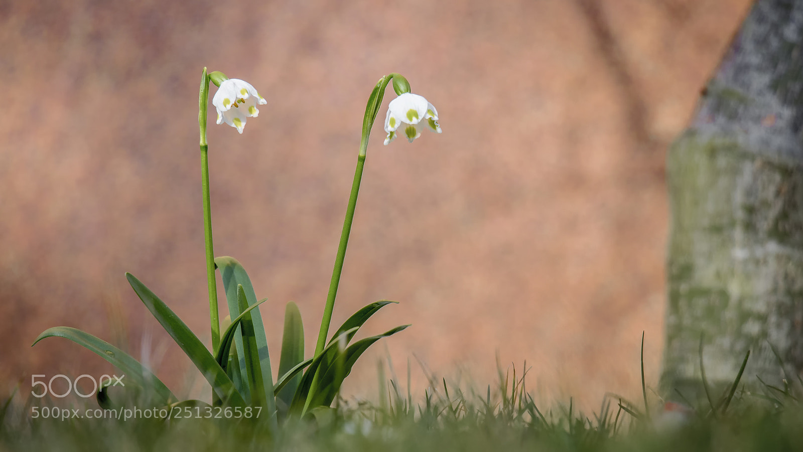 Canon EOS 80D sample photo. Leucojum vernum photography