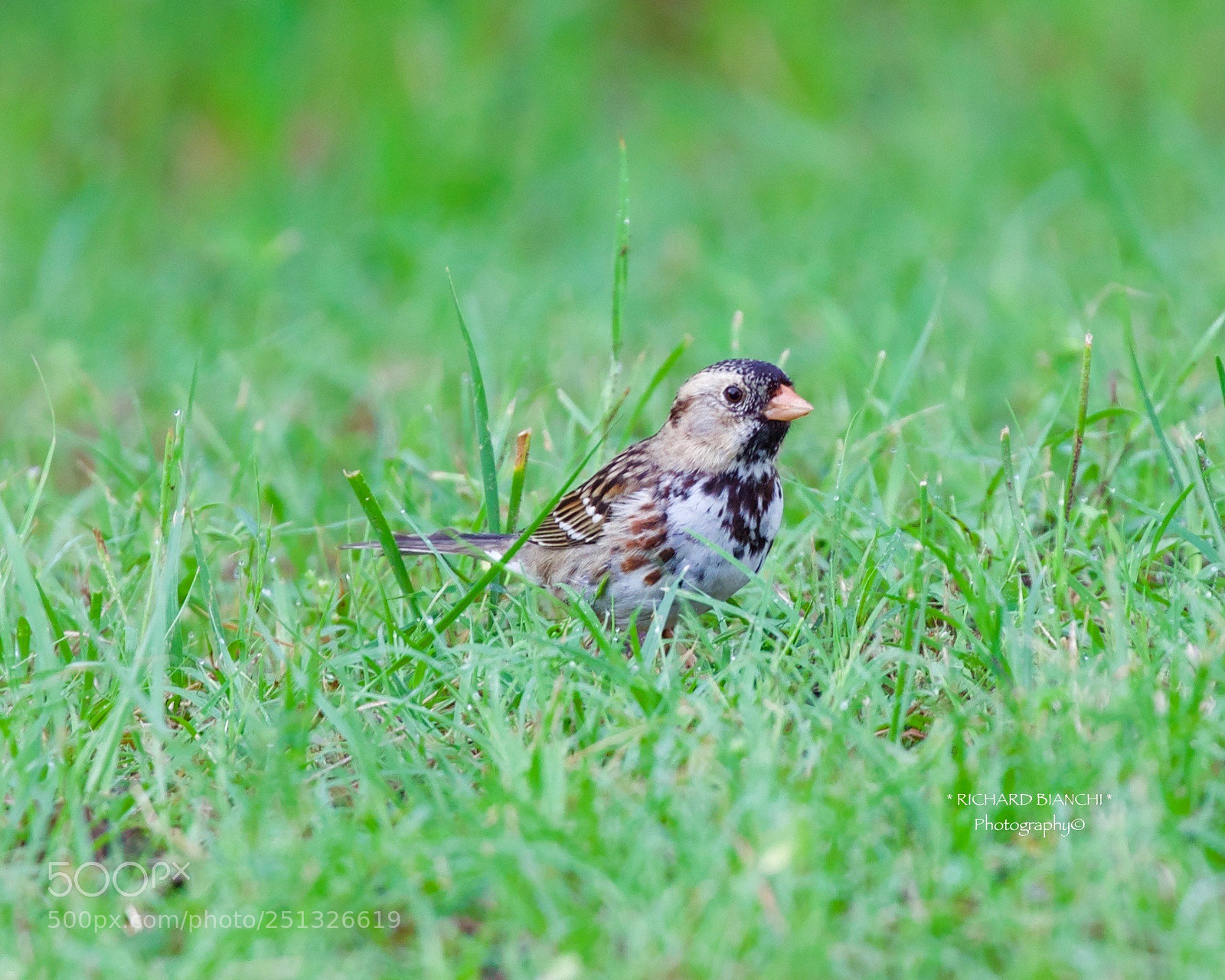 Canon EOS 5D Mark IV sample photo. Harris's sparrow photography