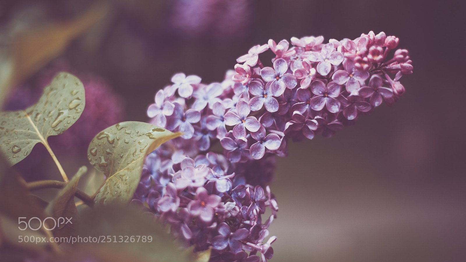 Canon EOS 5D sample photo. Flowers lilac branch raindrops photography