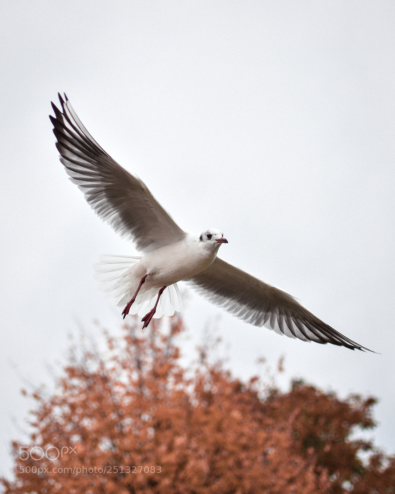 Nikon D7200 sample photo. Free... photography