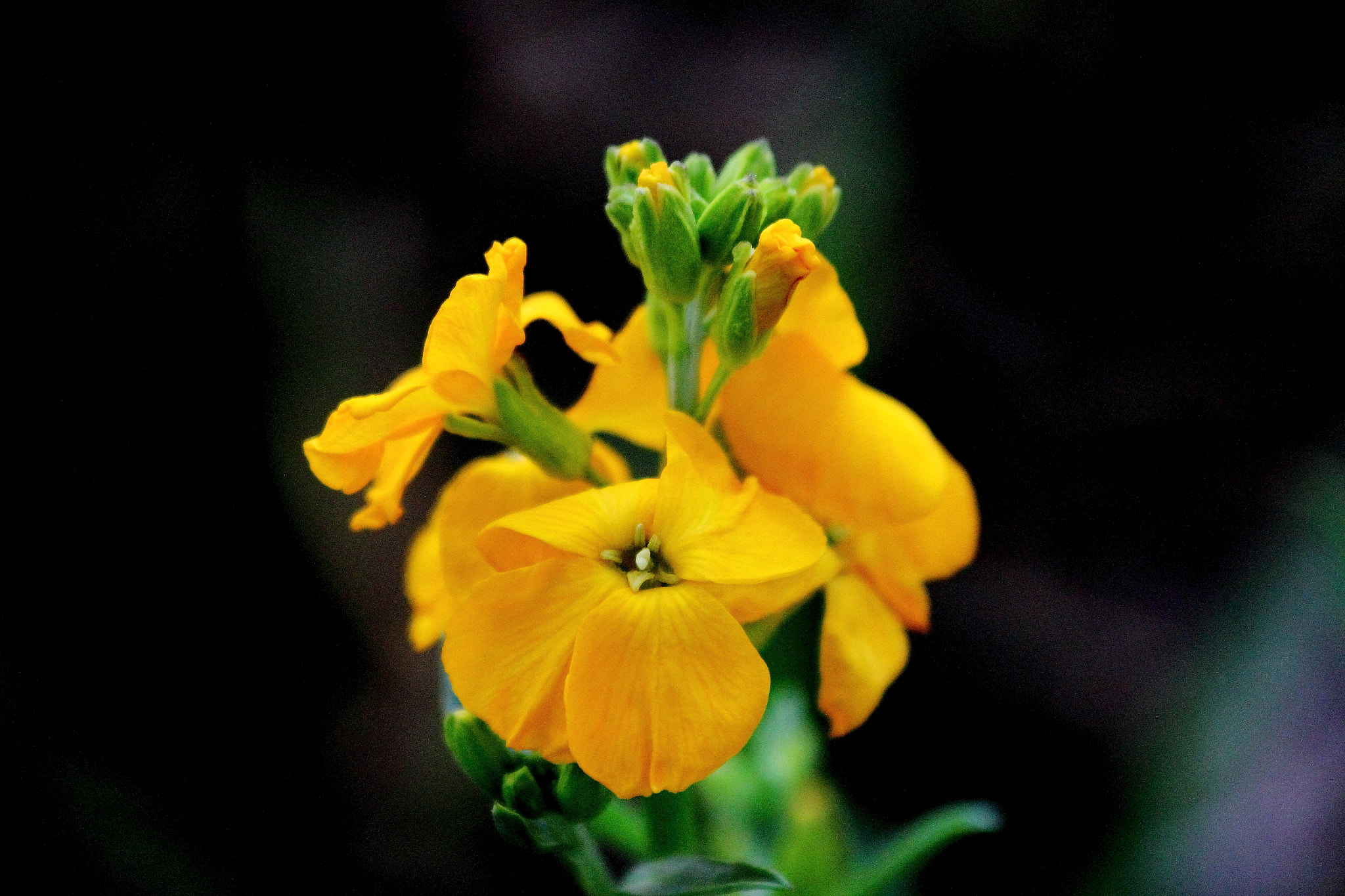 Canon EF 70-300mm F4-5.6 IS USM sample photo. Floramarilla photography