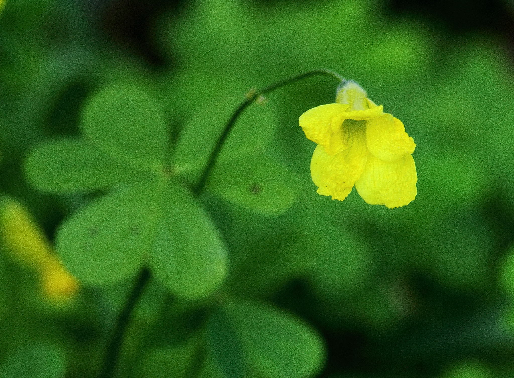 Canon EF 70-300mm F4-5.6 IS USM sample photo. Floramarilla photography