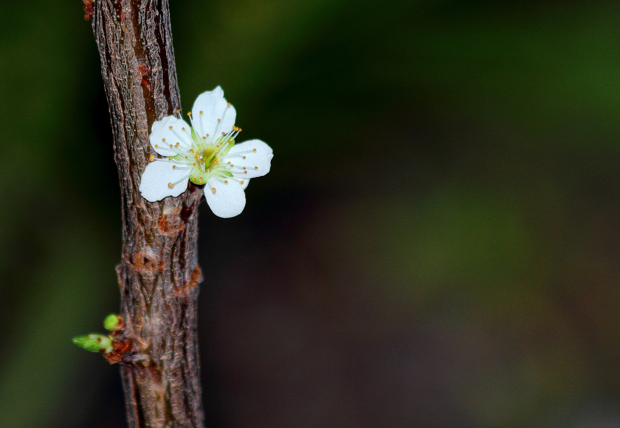 Canon EF 70-300mm F4-5.6 IS USM sample photo. Florcerezo photography