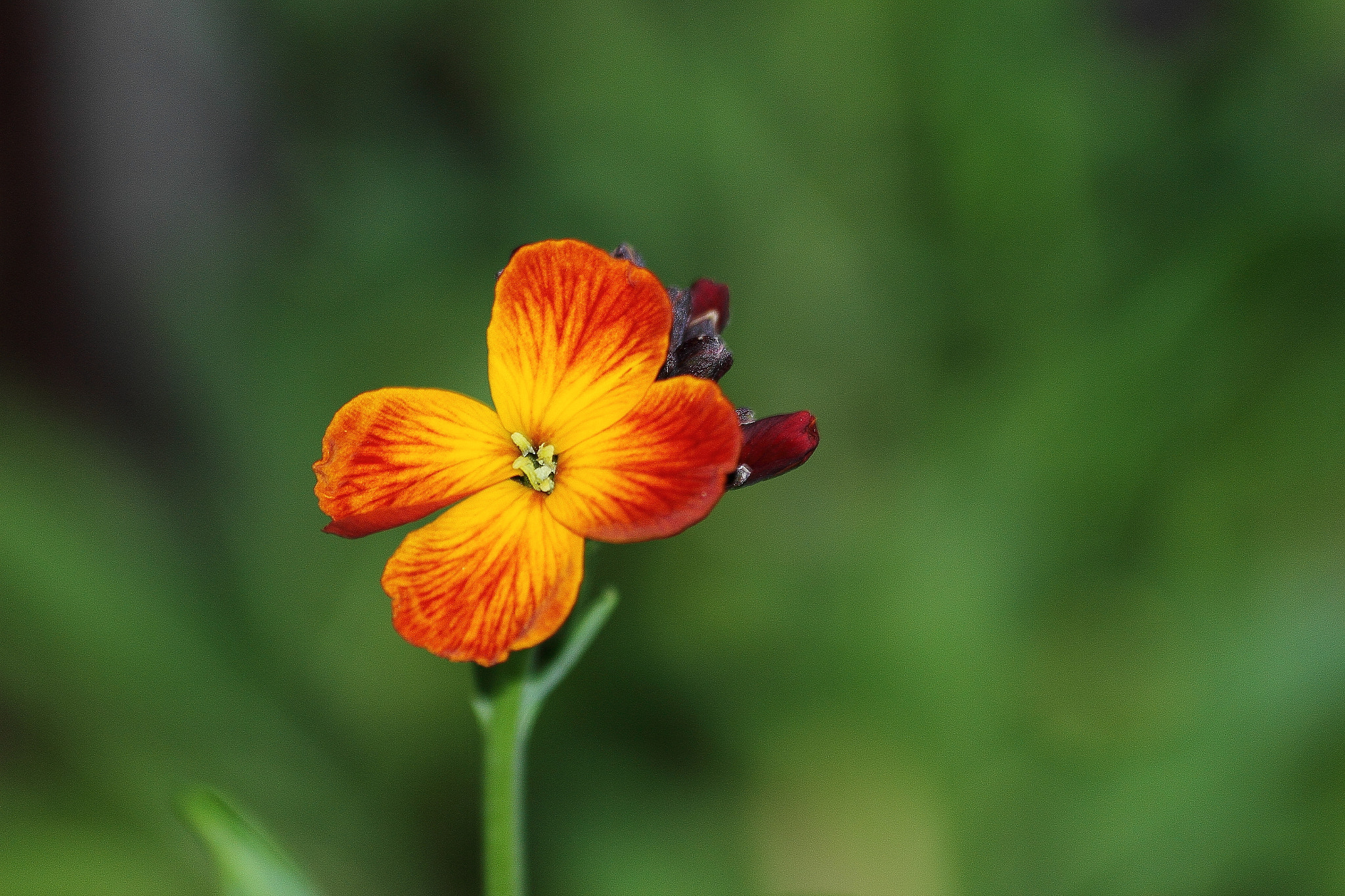 Canon EF 70-300mm F4-5.6 IS USM sample photo. Florrojigualda photography