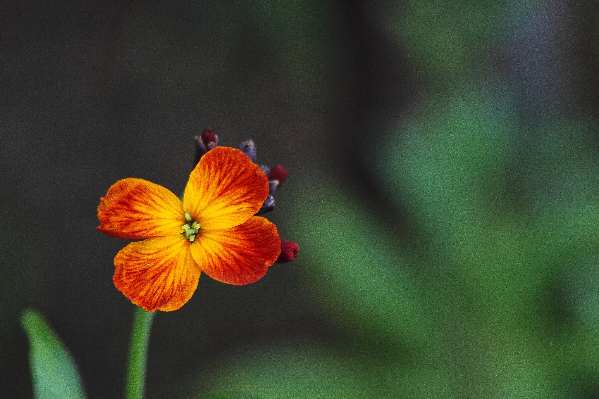 Canon EF 70-300mm F4-5.6 IS USM sample photo. Florrojigualda photography