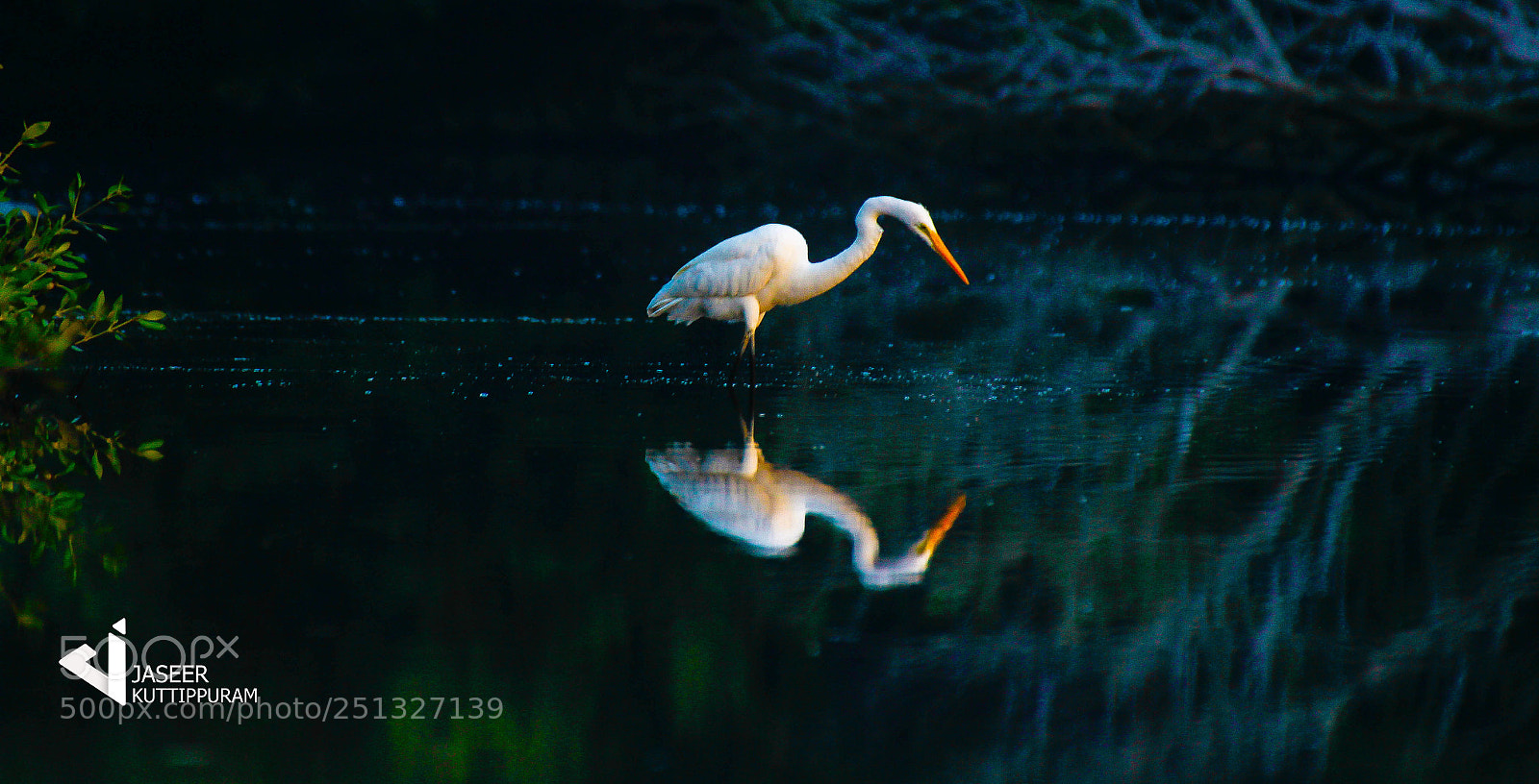Canon EOS 600D (Rebel EOS T3i / EOS Kiss X5) sample photo. Western great egret photography
