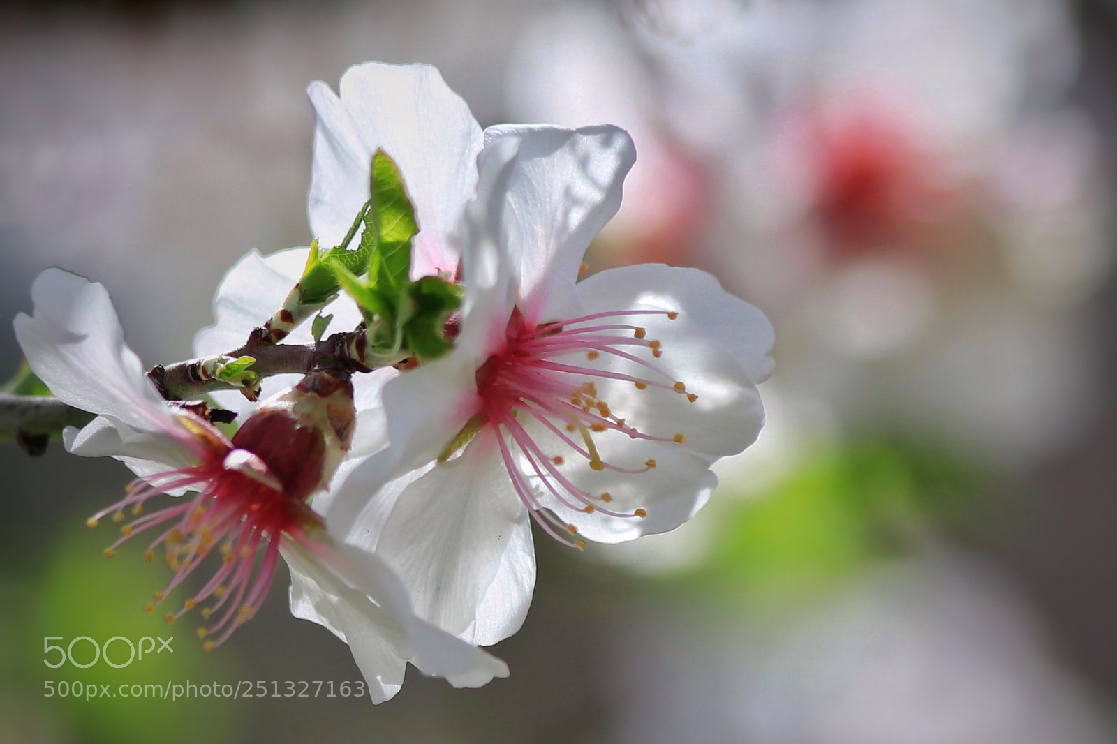Canon EOS 80D sample photo. Almond blossom photography