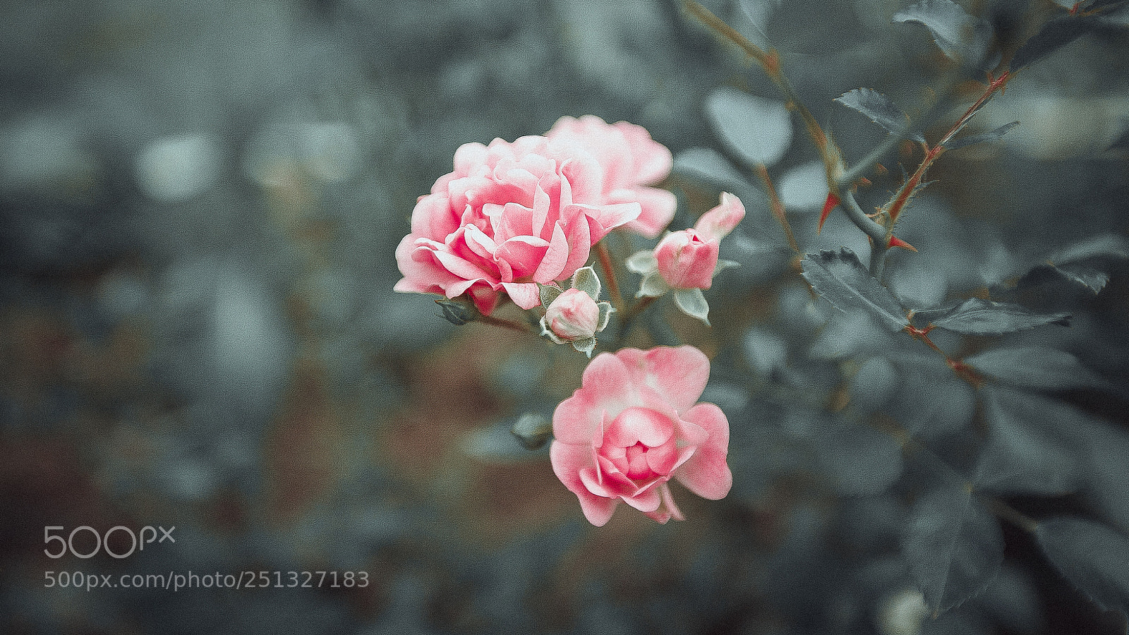 Canon EOS 5D sample photo. Bush of pink roses photography