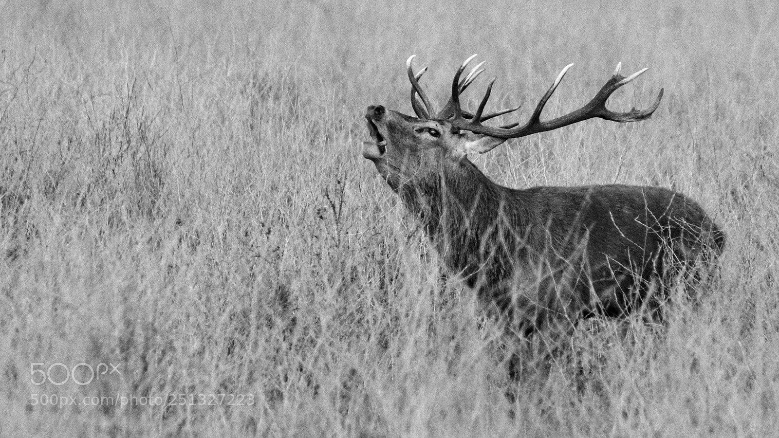 Nikon D3300 sample photo. Burling stag photography