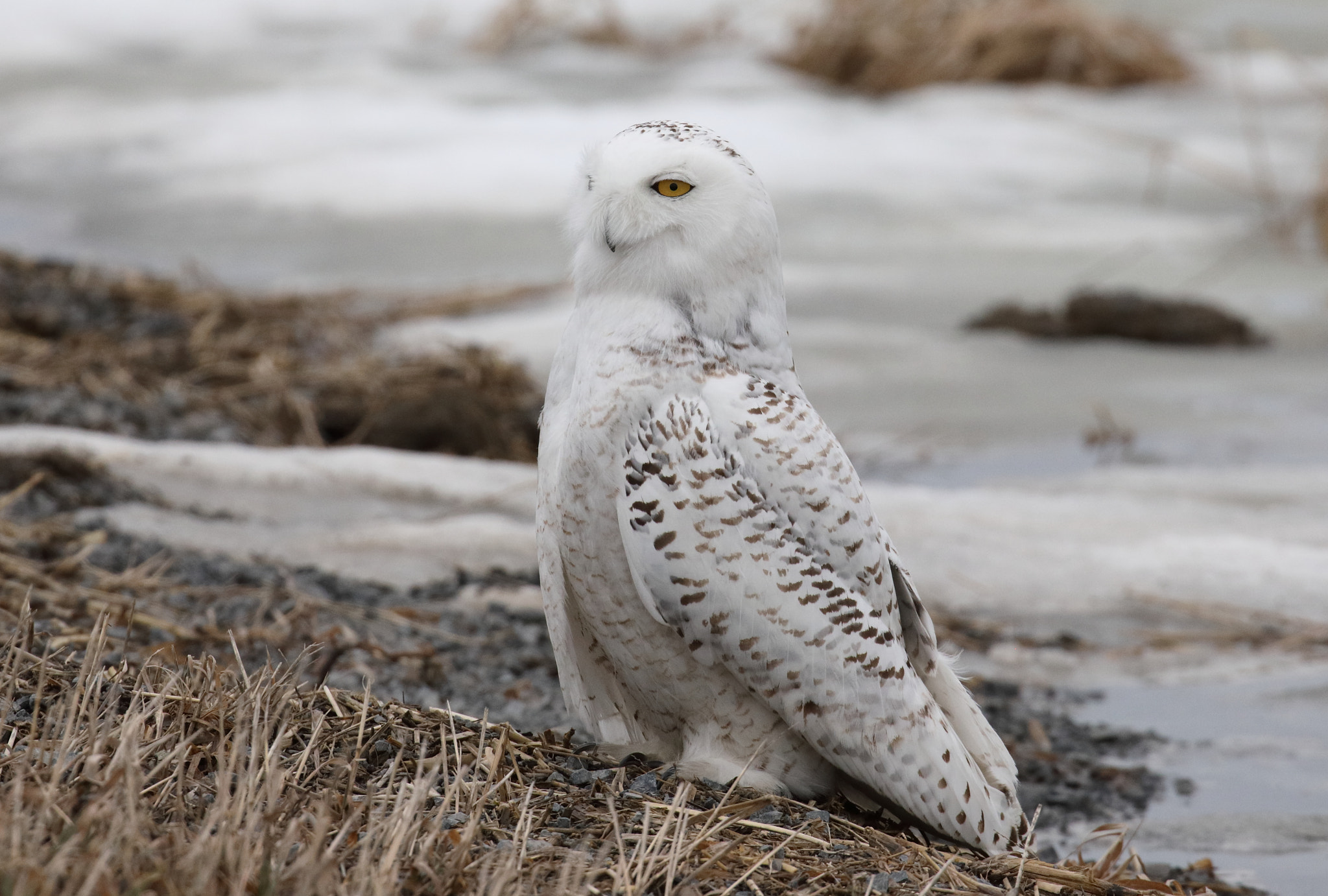 Canon EOS 5D Mark IV sample photo. Snowy owl photography