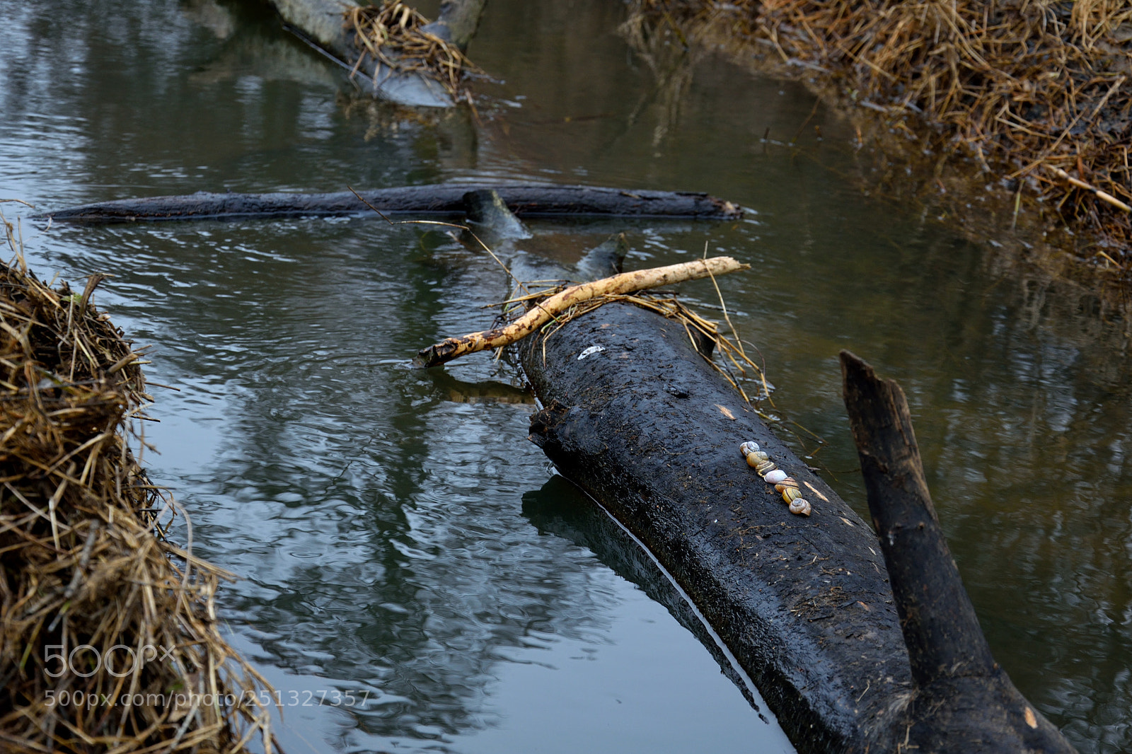 Nikon D3300 sample photo. Black tree photography