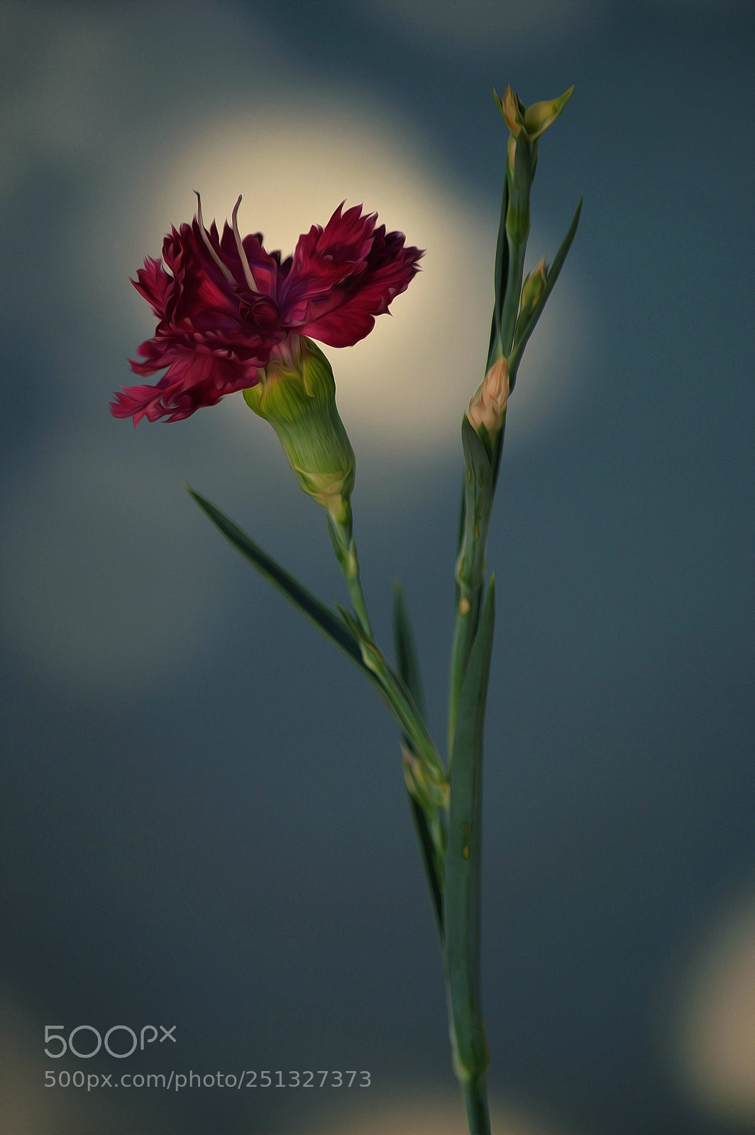 Nikon D3200 sample photo. Garofano (dianthus l.) photography