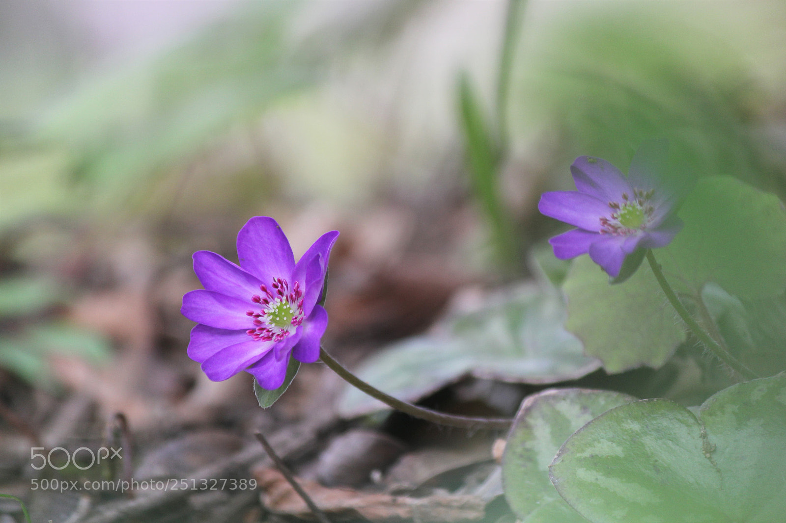 Canon EOS 60D sample photo. Hepatica photography