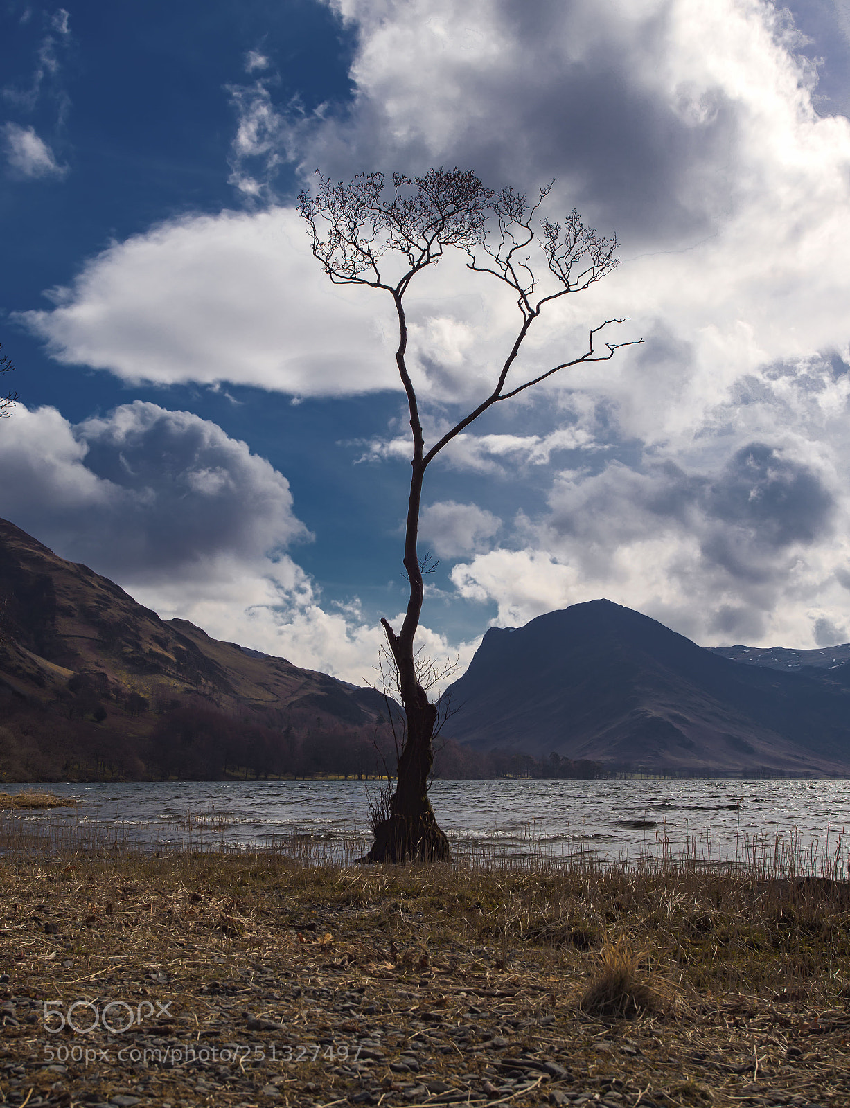 Canon EOS 6D Mark II sample photo. Lone tree buttermere photography