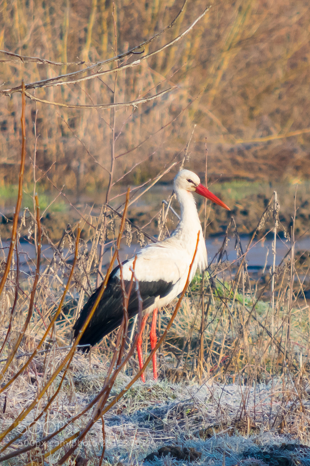 Nikon D5300 sample photo. White stork (ciconia ciconia) photography