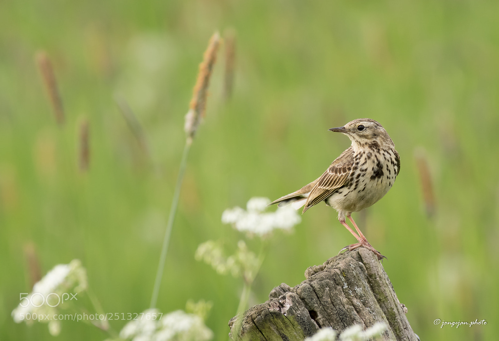 Pentax K-3 II sample photo. Meadow pipit photography