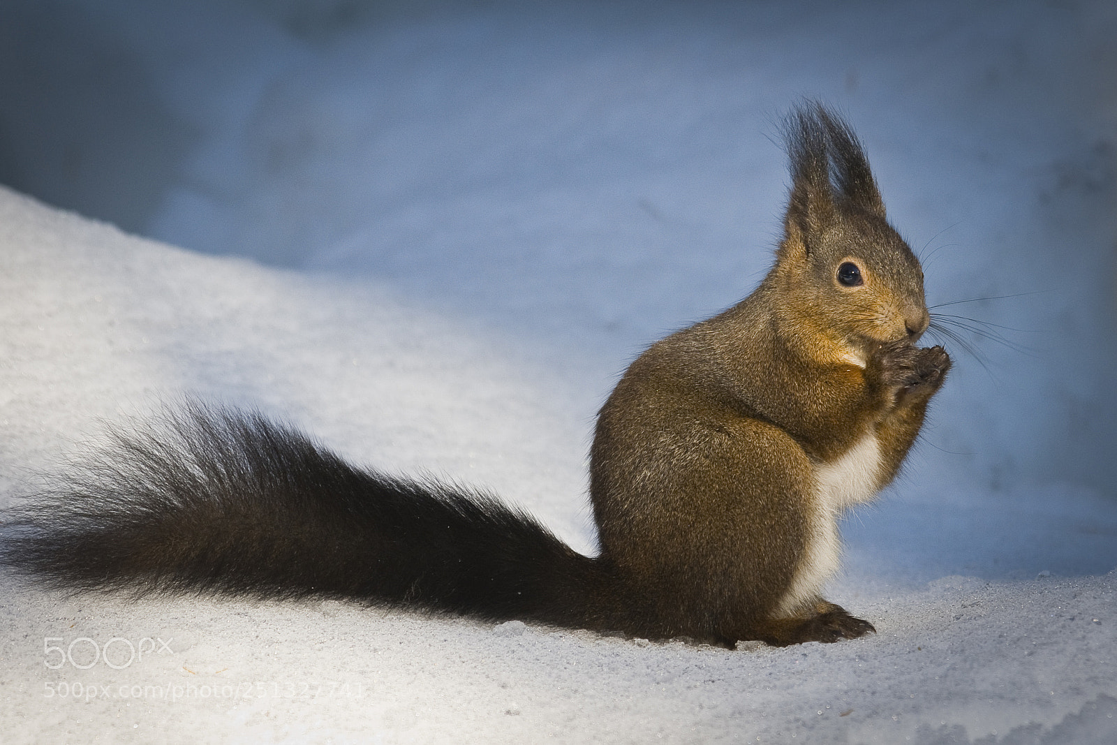 Nikon D300 sample photo. Winter squirrel photography