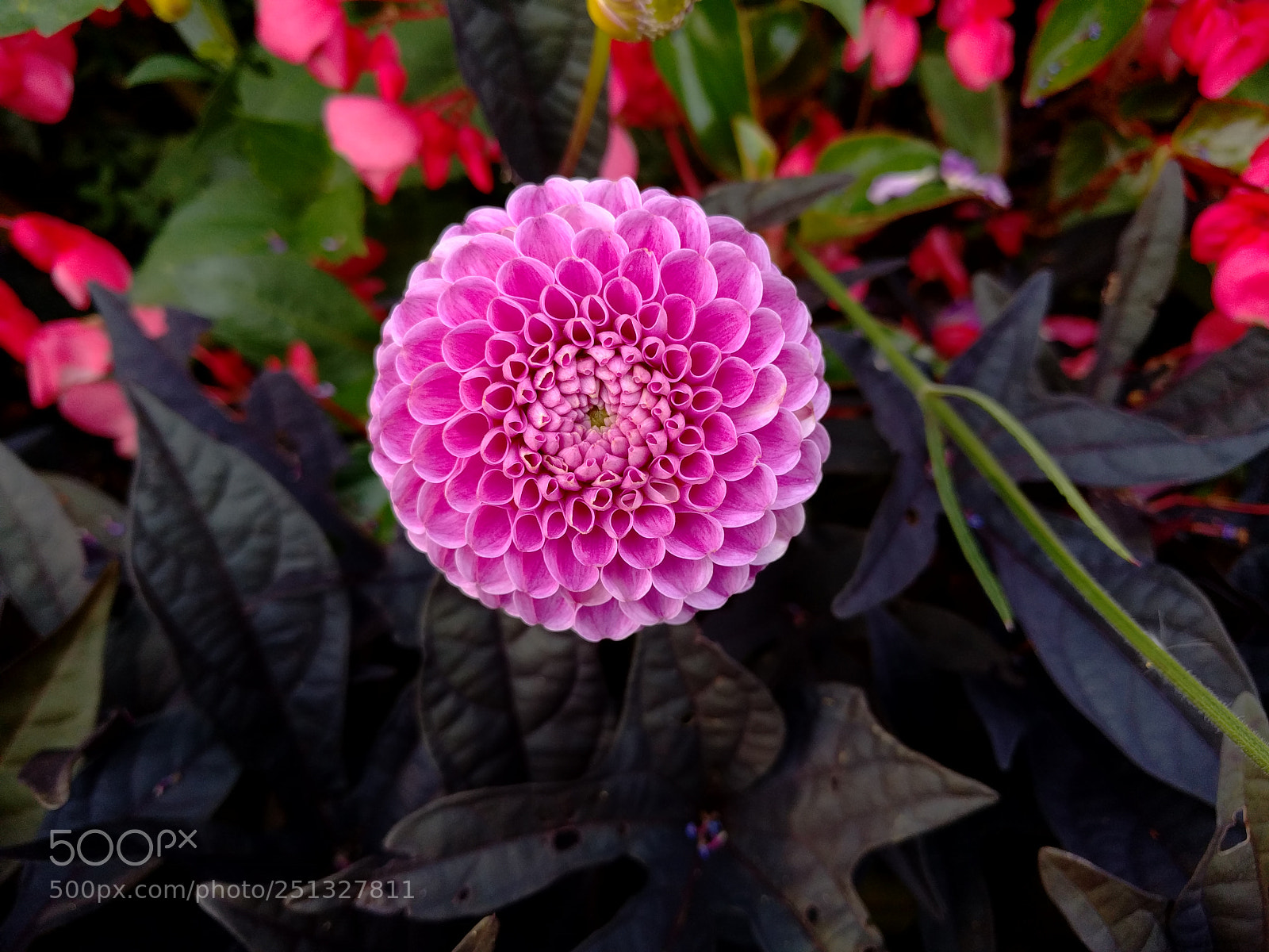 Google Nexus 6P sample photo. Flower in hyde park photography