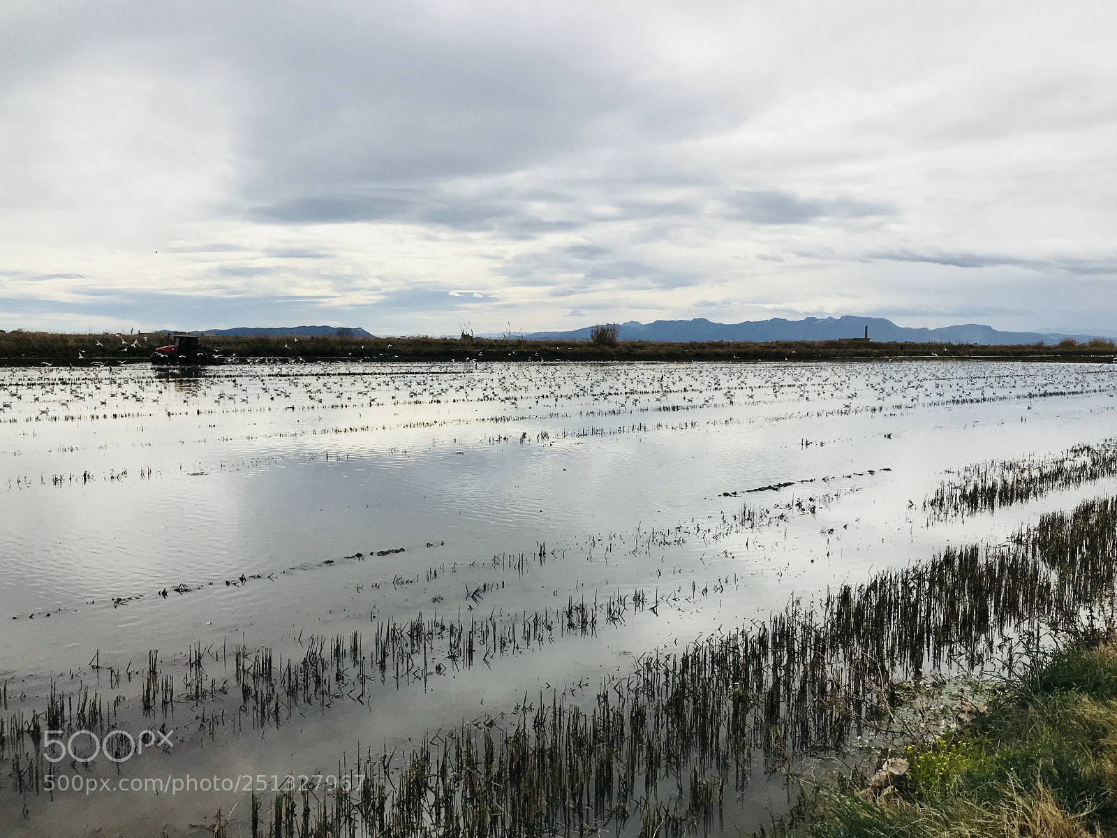 Apple iPhone 7 sample photo. La albufera. a cloudy photography