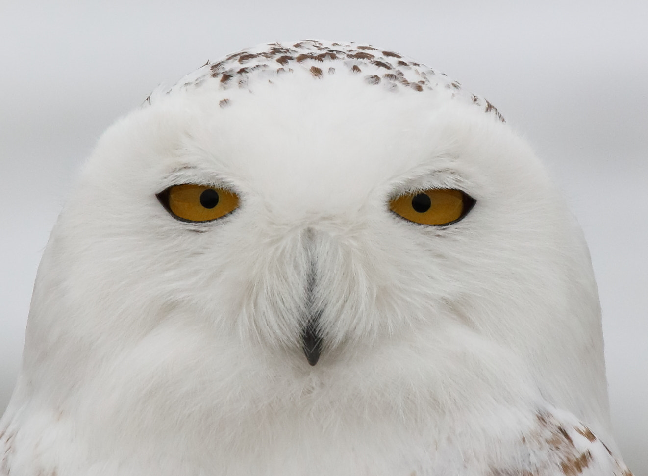 Canon EOS 5D Mark IV sample photo. Snowy owl portrait photography