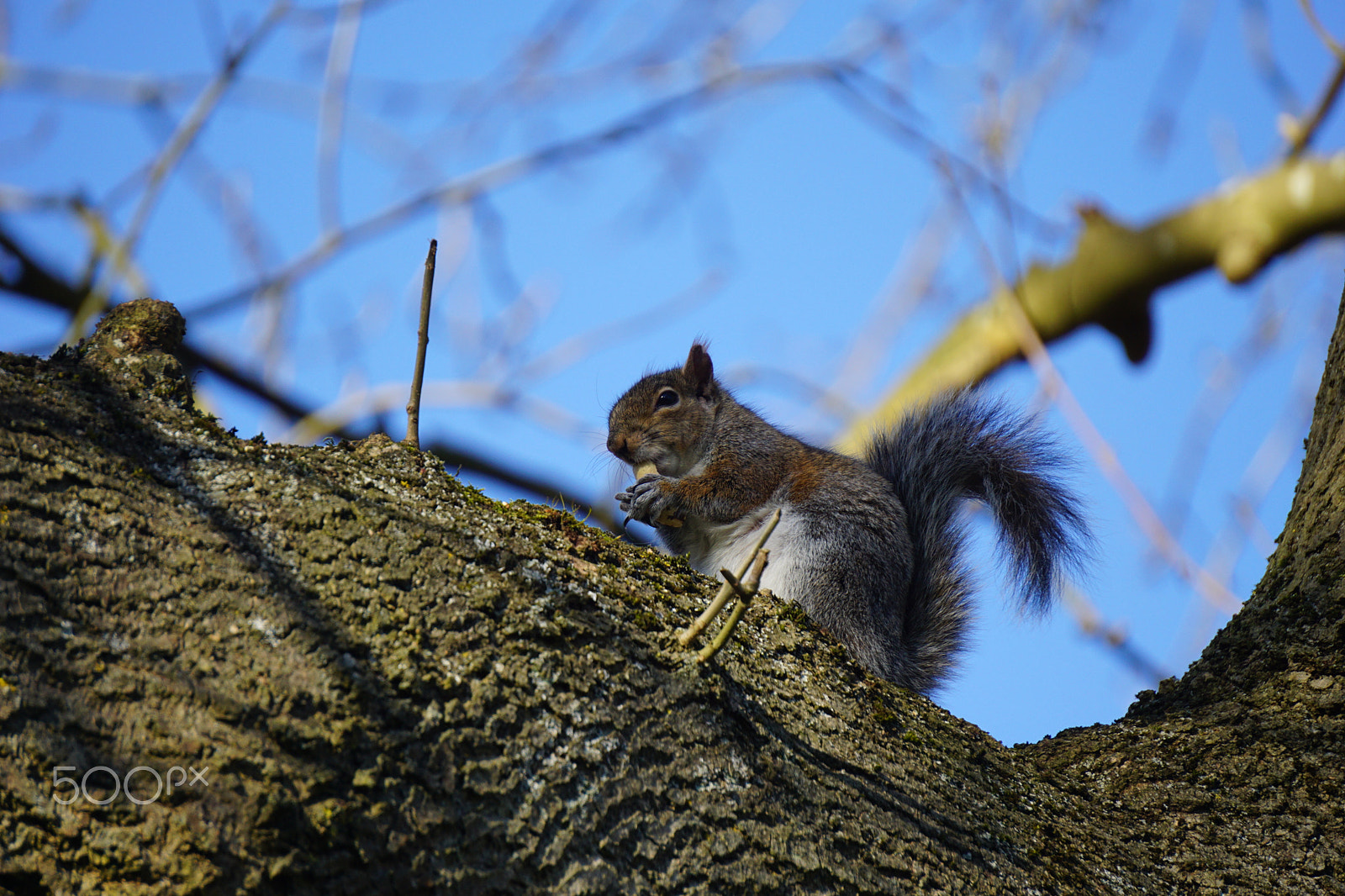 Sony E 55-210mm F4.5-6.3 OSS sample photo. Squirrel photography