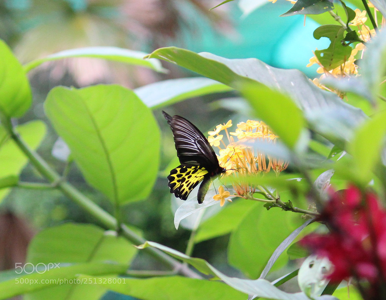 Canon EF-S 55-250mm F4-5.6 IS II sample photo. Yellow wings photography