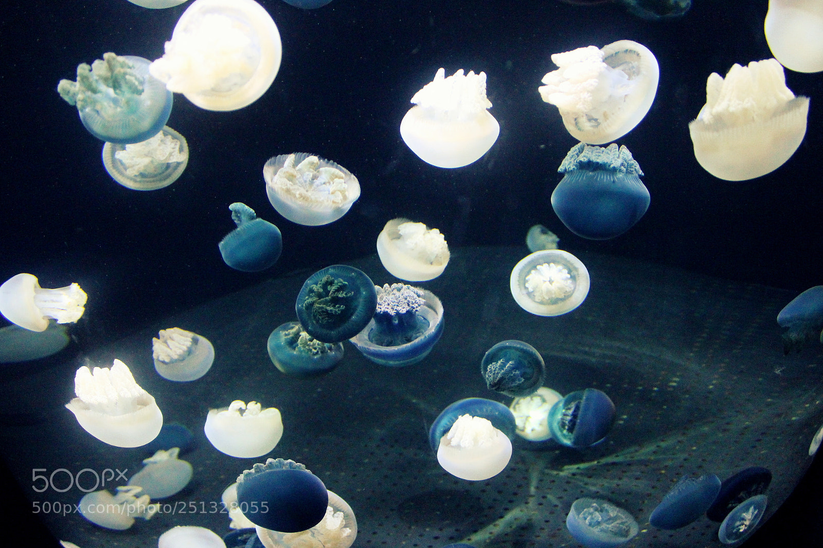 Canon EOS 700D (EOS Rebel T5i / EOS Kiss X7i) sample photo. Jelly fish photography