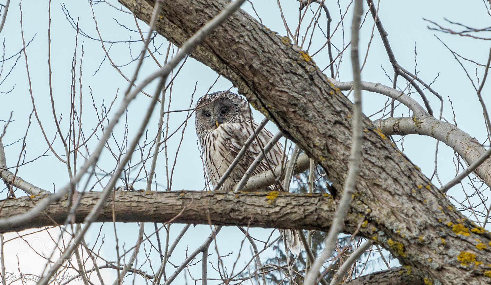 Canon EOS 600D (Rebel EOS T3i / EOS Kiss X5) sample photo. Strix uralensis- ural owl photography